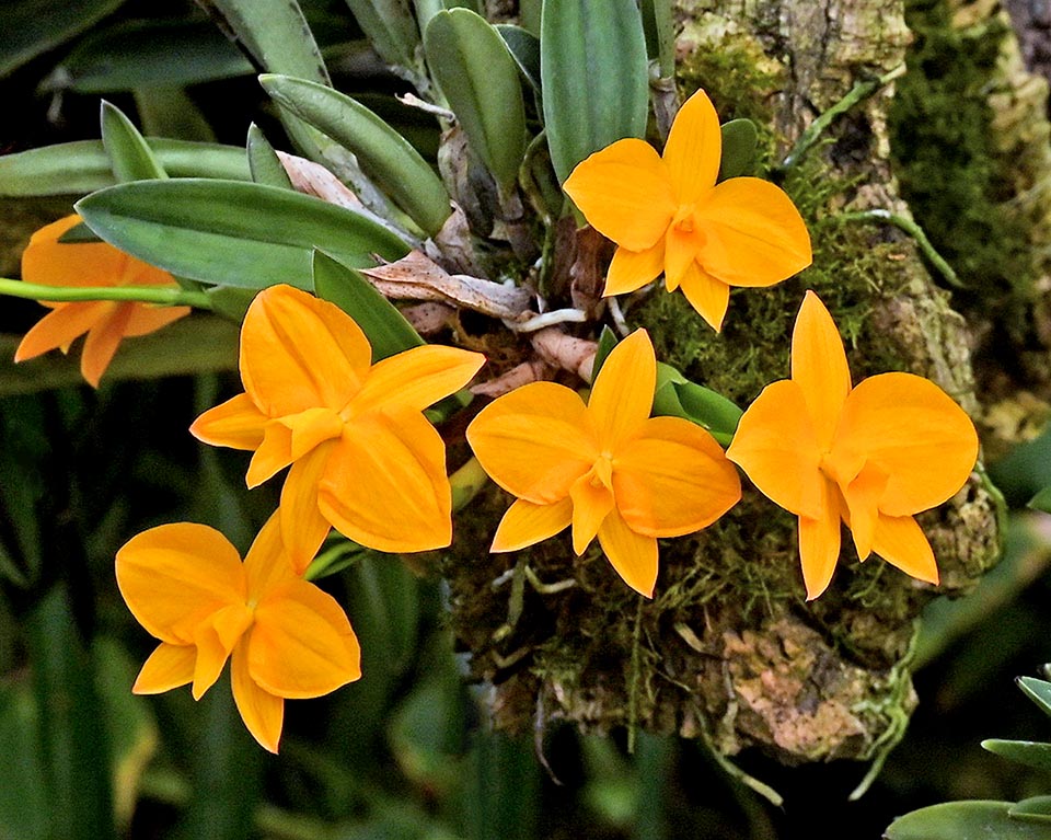 Cattleya coccinea f. ‘Laranja’. 