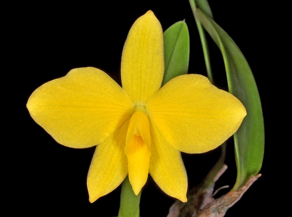 Cattleya coccinea f. flava. La forma gialla, molto ambita dai collezionisti.