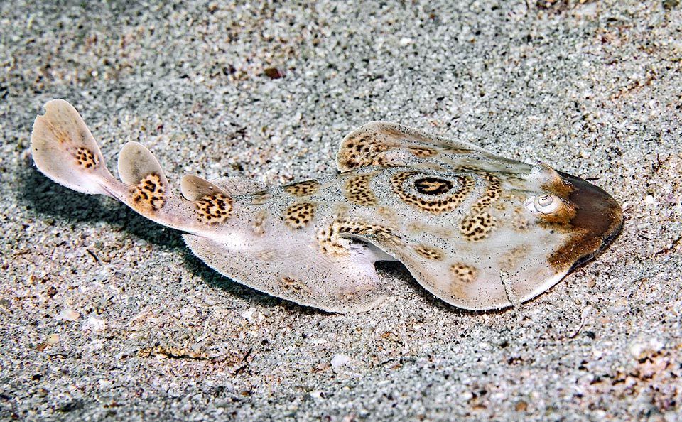 Les Chondrichthyes regroupent requins, raies, torpilles et chimères. Ici, une Raie électrique ocellée, Diplobatis ommata. L'orifice à côté des yeux, le spiracle, permet d'amener l'eau aux branchies même quand le poisson est au repos, souvent posé au sol. Elle ressort ensuite par les branchies.