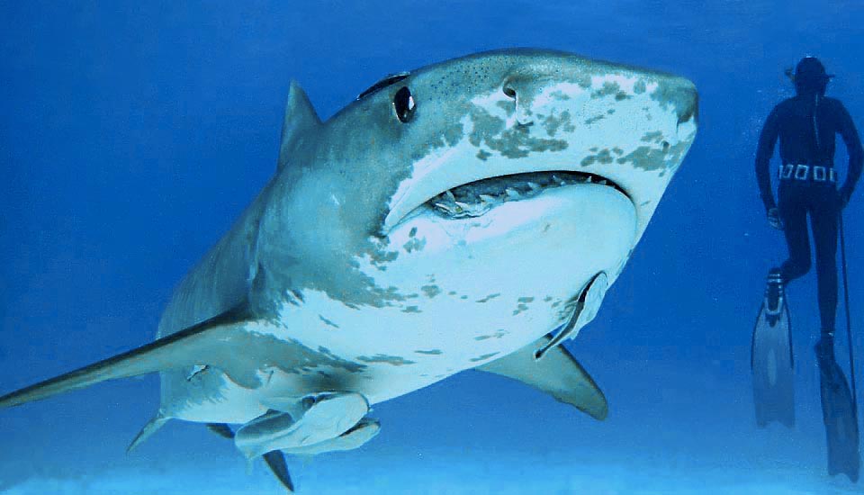 Chondrichthyes presente nelle acque costiere temperate e tropicali di tutto il mondo, Galeocerdo cuvier incarna bene l’idea di squalo nell’immaginario collettivo.