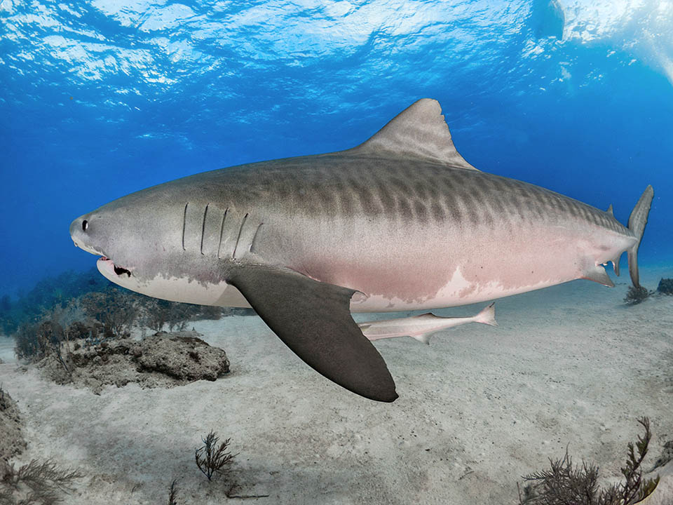 Galeocerdo cuvier. La mayoría de los tiburones tienen 5 hendiduras branquiales ubicadas a los lados de la cabeza, pero algunos tienen 6 o incluso 7.