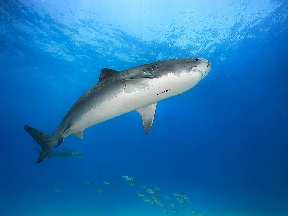 On a tout retrouvé dans son estomac : mollusques, crustacés, poissons divers, morceaux de crocodiles et de baleines, fûts de carburant, déchets divers et restes humains.