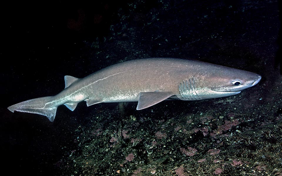 Hexanchus griseus has 6 gill slits. It lives in deep waters and is the biggest membre of the Order of Selachimorpha that count presently only about ten species. The eyes do not have the nictitating membrane and it has only a small dorsal fin without rays placed in very backwards position towards the tail.