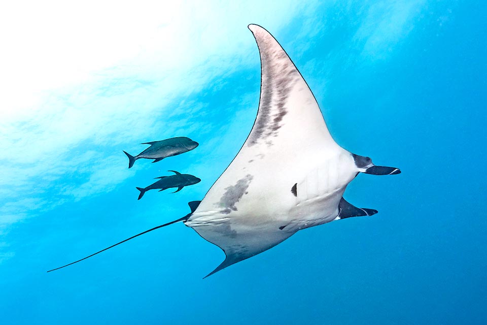 Gigante entre los Myliobatidae, la Manta gigante (Mobula birostris) supera los 6 m de ancho y está presente en casi todos los mares tropicales o templados cálidos.