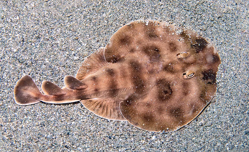 The lesser electic ray (Narcine bankroftii), actually bigger than the previous with even 50 cm of size, lives along the western Atlantic coasts and of Caribbean Sea. Has a typical slow swimming and its two electric organs may generate 40 volts discharges used, like the torpedoes, for stunning the preys and for defense.