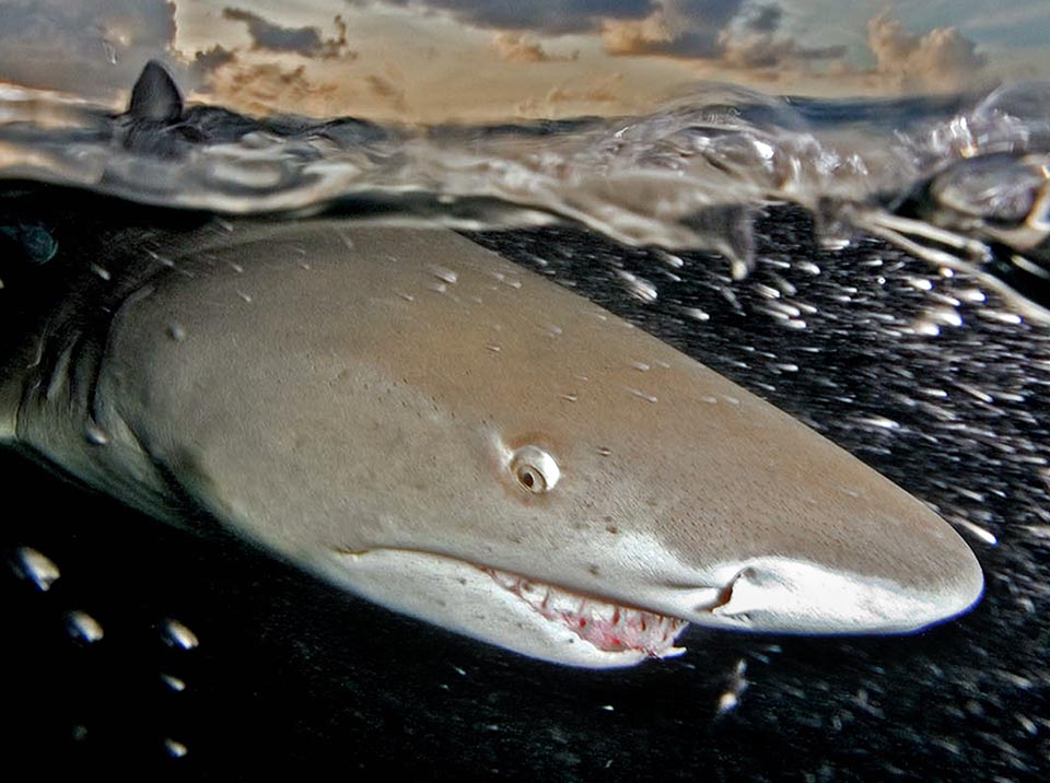 Negaprion brevirostris. Les Chondrichthyes Elasmobranchia n'ont pas de vessie natatoire, ils gardent leur flottabilité grâce à la grande quantité d'huile présente dans leur foie.