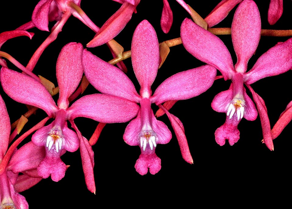 La longue durée de ses inflorescences racémeuses a éveillé l'attention des amateurs et de nombreuses formes horticoles ont été créées.