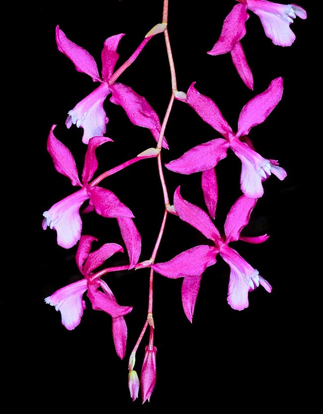 Oncidium vulcanicum puede tener hasta 25-30 flores muy decorativas si se cultivan en cestas colgantes.