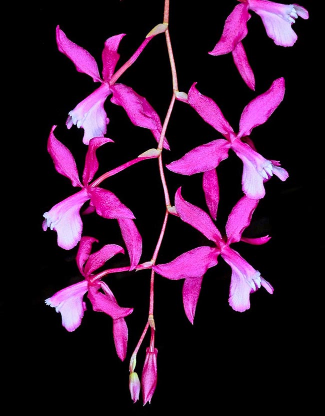 Oncidium vulcanicum peut porter jusqu'à 30 corolles très décoratives.