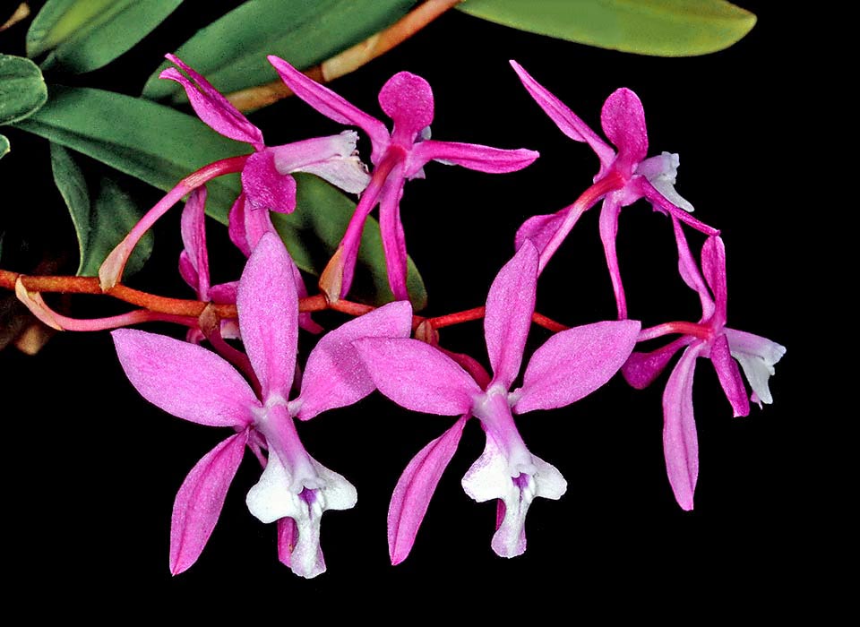 Oncidium vulcanicum ‘Yasnita’.