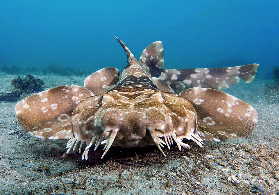  El Tiburón alfombra moteado o tiburón jaspeado (Orectolobus maculatus), de unos 3 m de largo, se encuentra a lo largo de las costas de Japón, el sur de China y Australia