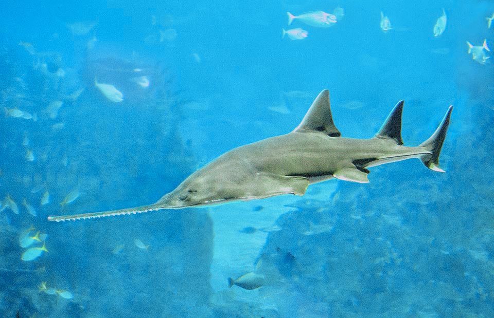 The Common sawfish (Pristis pristis) is often mistaken with other species of the genus due to the few data available. The rostrum of this Chondrichthyes has usually no more than 20 pairs of teeth.