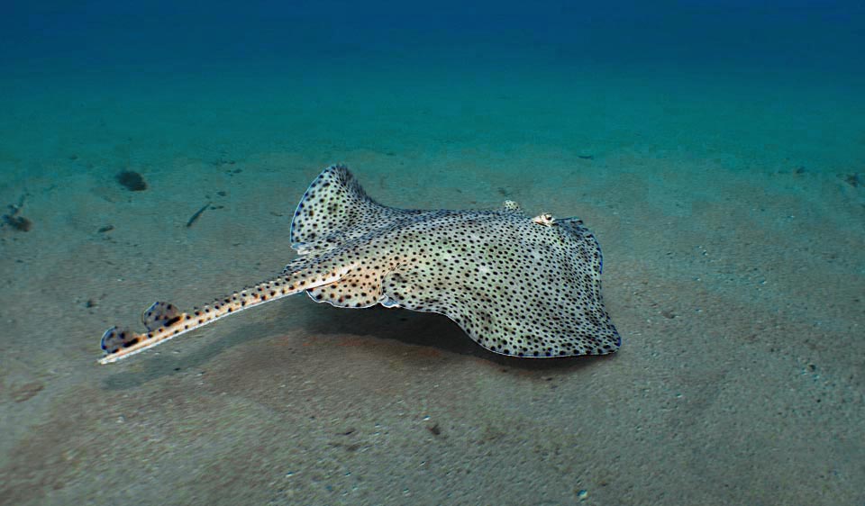 La raya de cola corta (Raja brachyura) del Atlántico oriental vive preferentemente en fondos arenosos o fangosos, alcanzando profundidades de casi 400 m.