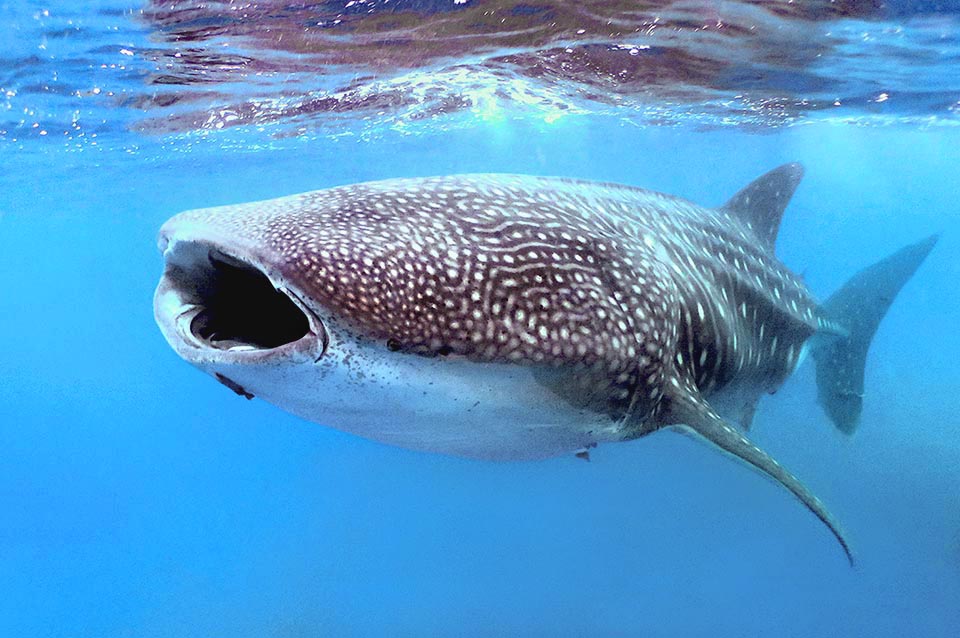 Al igual que las ballenas o el Tiburón peregrino (Cetorhinus maximus), paradójicamente se alimenta de organismos diminutos como bancos de peces pequeños y plancton.