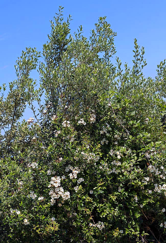 Rosa sempervirens è una specie sarmentosa mediterranea.