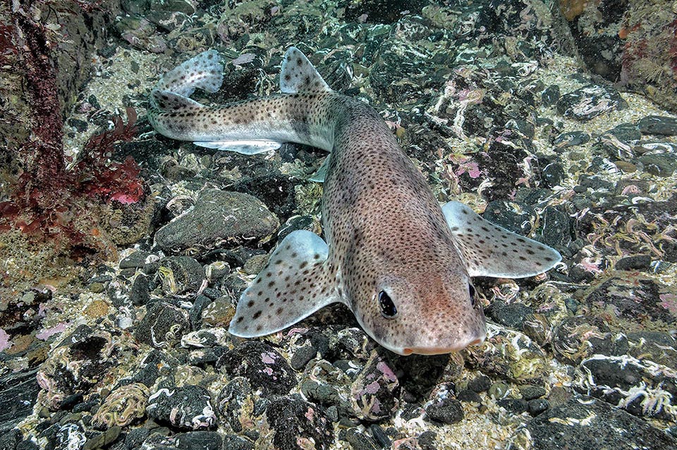 Smaller than Scyliorhinus stellaris, Scyliorhinus canicula has thick and tiny spots on beige background and is the most common Mediterranean shark.