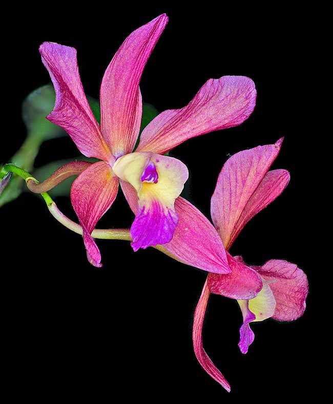 Cattleya aclandiae x Cattleya coccinea