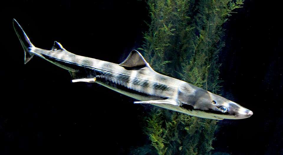 Pero también hay tiburones de tamaño modesto, como esta Mielga (Squalus acanthias) de 100-160 cm, con dos espinas venenosas defensivas situadas junto a las aletas dorsales, y especies diminutas como el Tiburón Pigmeo (Squaliolus laticaudus) de 22 cm como máximo o el tiburón linterna enano (Etmopterus perryi) aún más pequeño.