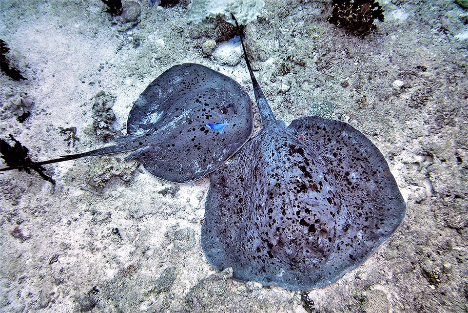 The Round ribbontail ray (Taeniura meyeni), synonym of Taeniura melanospilos, shares the same range. It reaches 3 m of length and 150 kg of weight.