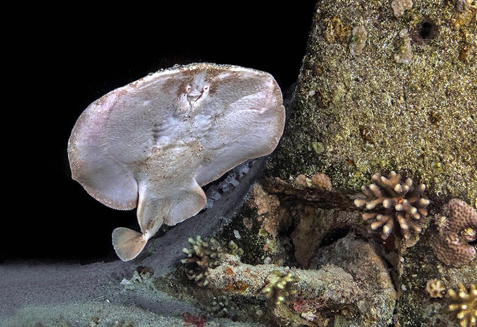 The Panther electric ray (Torpedo panthera) of Red Sea and Indian Ocean goes preying also among the corals.