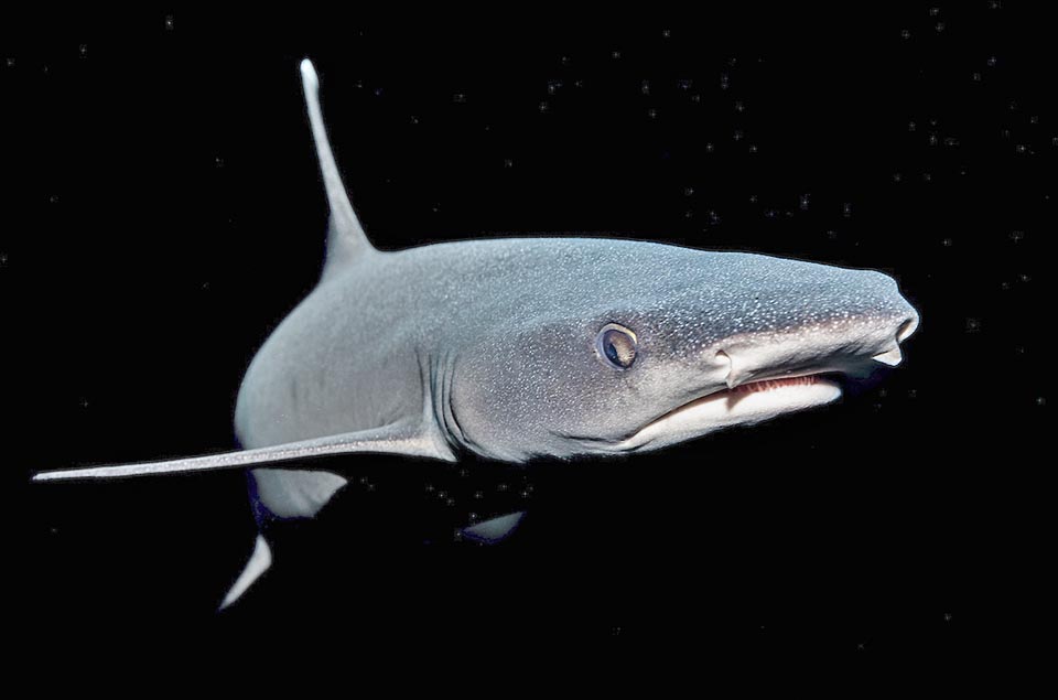 La cabeza, ancha, está equipada con dos típicos apéndices dérmicos de forma tubular situados cerca de las fosas nasales. Caza nocturna de moluscos, crustáceos y peces.