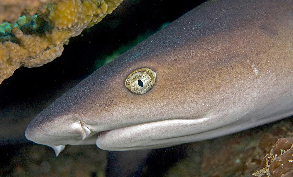 Triaenodon obesus. Los ojos suelen estar equipados con una membrana nictitante, a excepción de los miembros de los órdenes Hexanchiformes y Lamniformes.