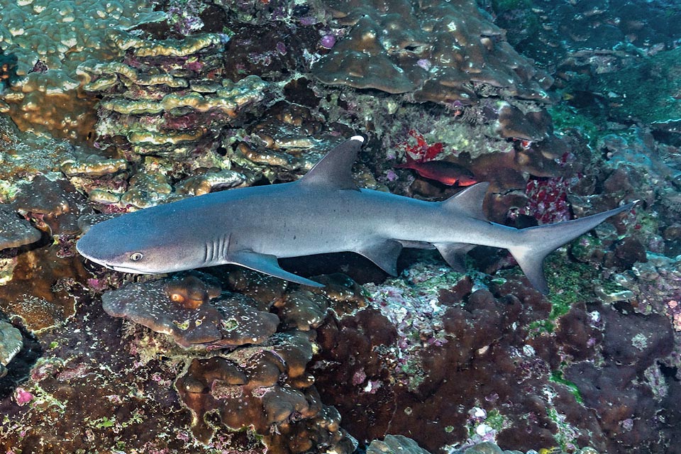 Lo Squalo pinna bianca del reef (Triaenodon obesus), unico componente del genere, è un Chondrichthyes di piccole dimensioni, che in genere misura sui 150 cm di lunghezza.