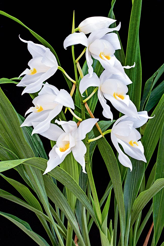 Coelogyne mooreana is originally from Vietnam.