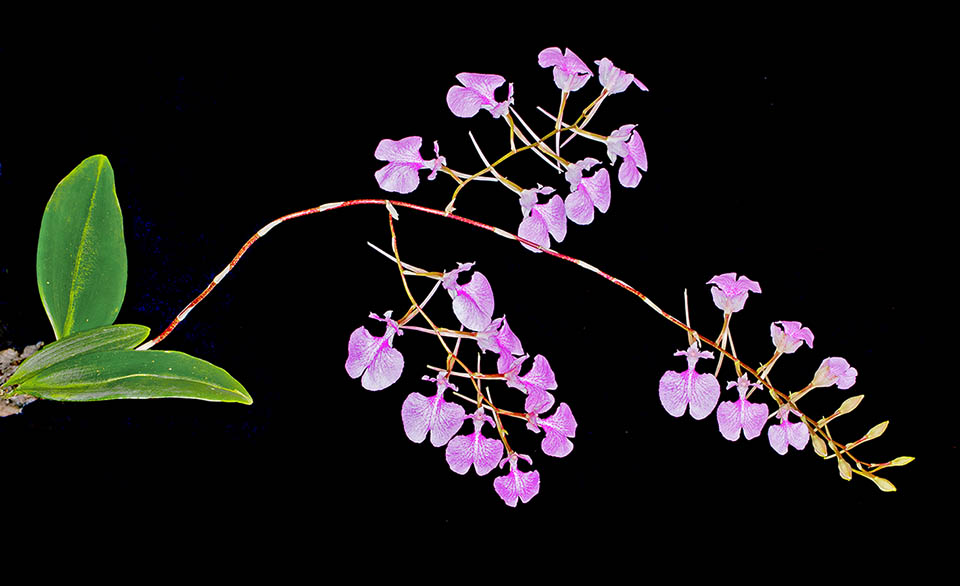 Les pseudo-bulbes portent 2 ou 3 feuilles d’environ 7,5 cm. L’inflorescence, arquée, atteint 35 cm et est parfois ramifiée irrégulièrement avec jusqu’à 8 fleurs par branche.