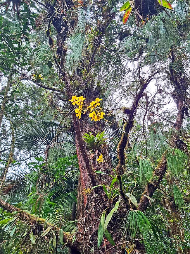 Cyrtochilum macranthum est une épiphyte des forêts humides montagneuses de Colombie, d'Équateur et du Pérou.