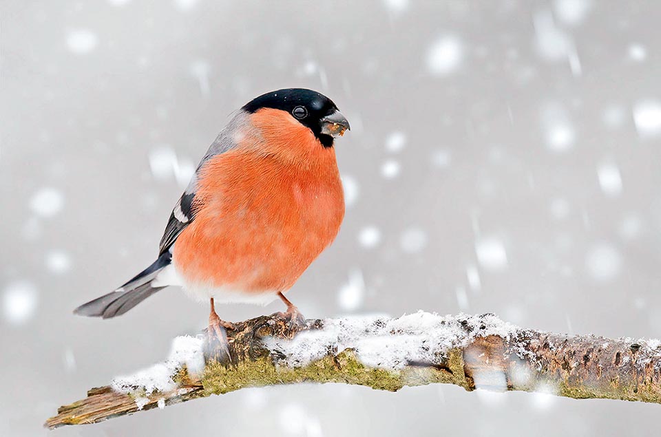 L’hiver est rude pour Pyrrhula pyrrhula strictement végétarien, présent dans toute l'Europe y compris sous les climats les plus rigoureux.