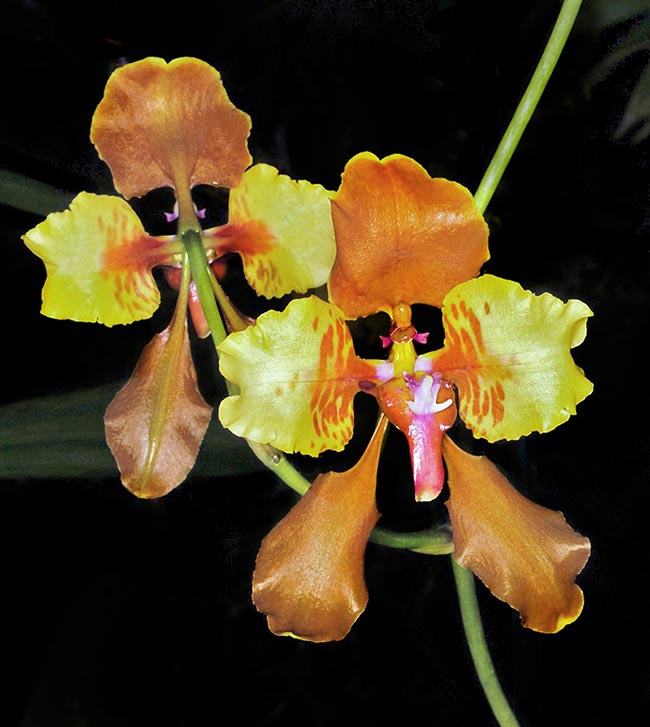 Cyrtochilum McBeanianum est un célèbre hybride de 1913 issu, dans la pépinière McBean's Orchids, du croisement de Cyrtochilum macranthum avec Cyrtochilum halteratum. Il a donné naissance à des variétés renommées comme celle présentée ici.