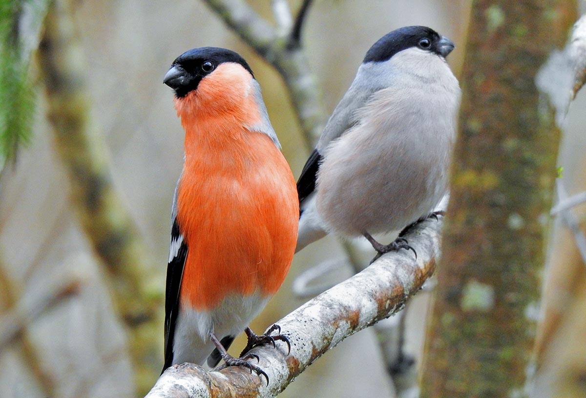 Pair of Pyrrhula pyrrhula.