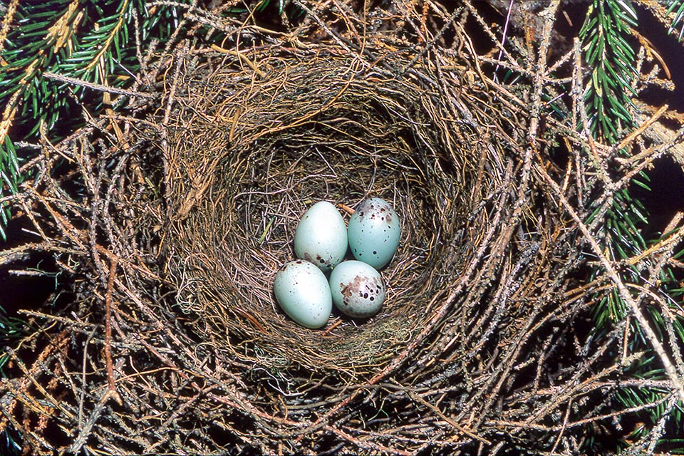 Nest with Pyrrhula pyrrhula eggs.