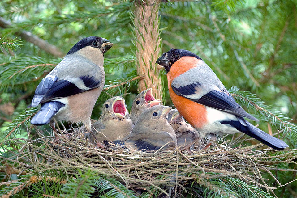 Nest of Pyrrhula pyrrhula.