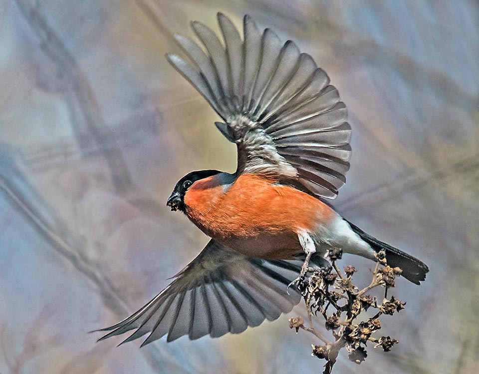 It's an endless come and go from the nest. As the warm season comes the fruits of the shrubs are now ripe and the bullfinch eats them incessantly.