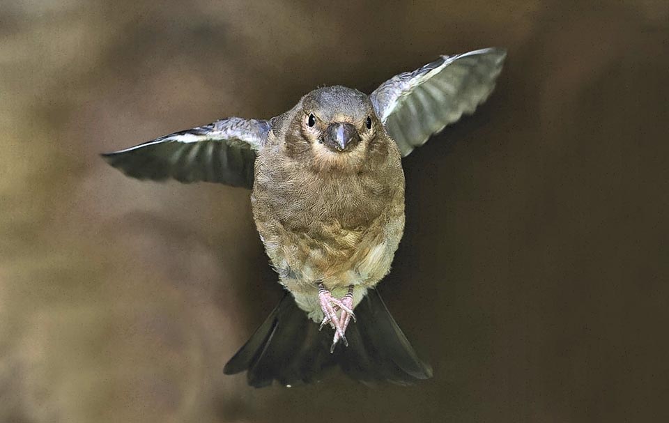 Bullfinch young in flight.