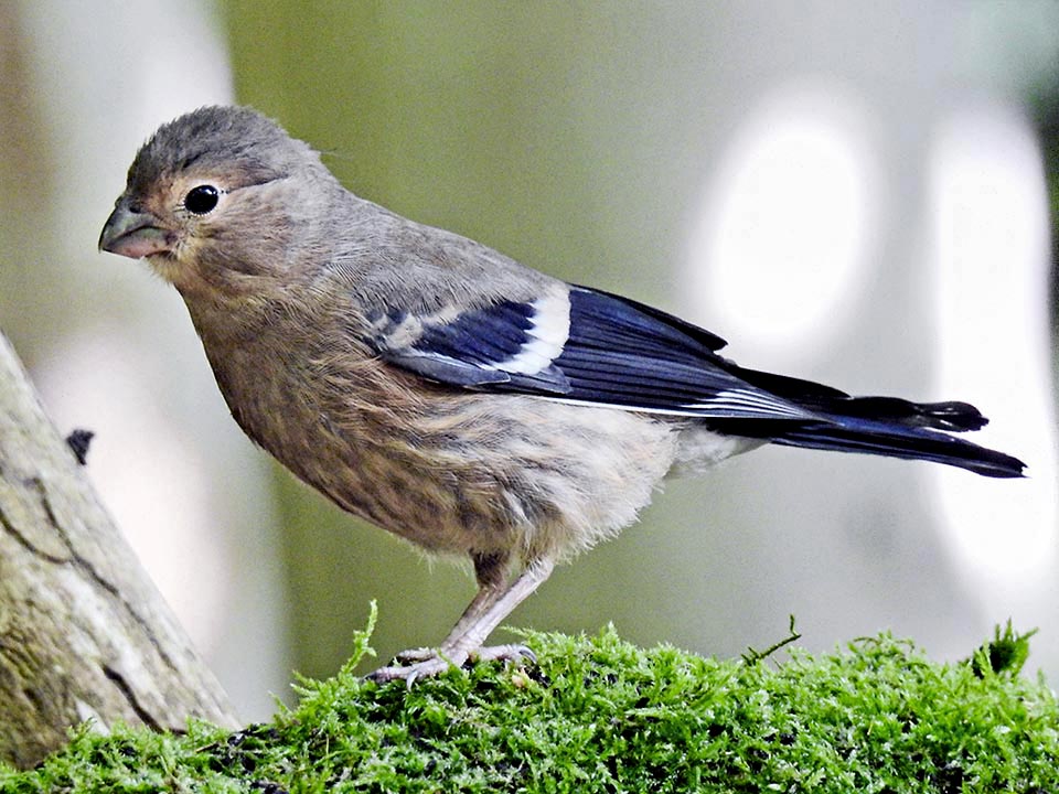 Juvenile livery of Pyrrhula pyrrhula.