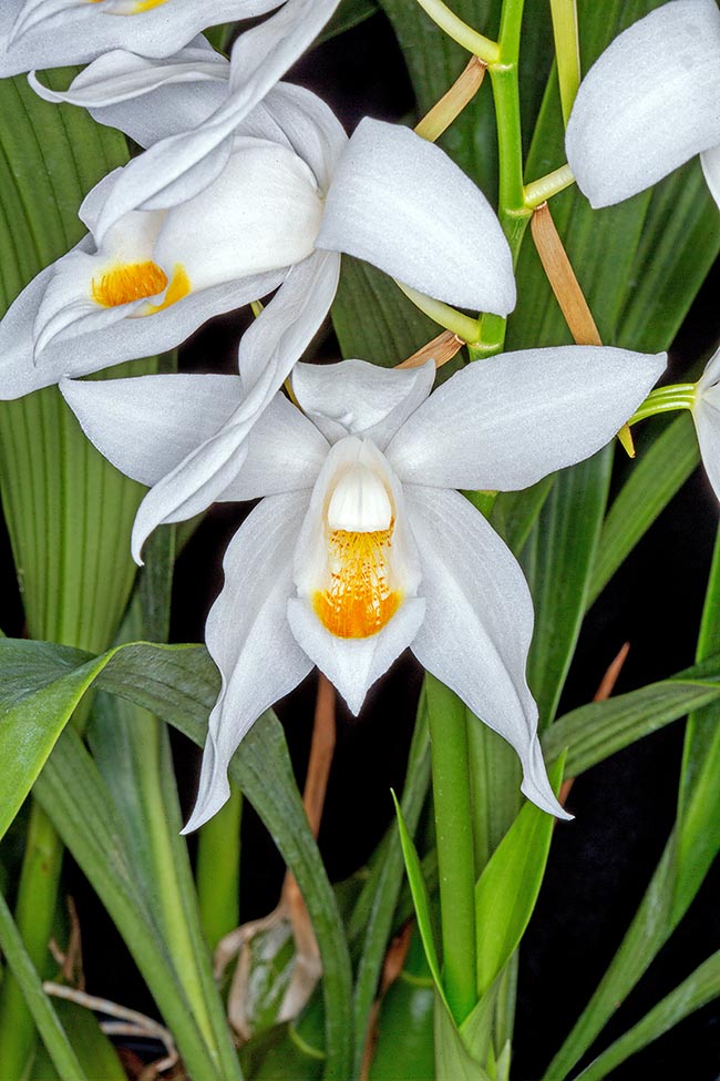 Coelogyne mooreana ‘Westonbirt’ 