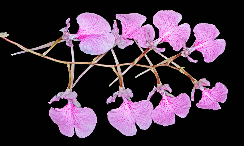 Grupo de 8 flores rosadas con manchas más oscuras, bien dispuestas en una elegante ramificación, esperando a los polinizadores.