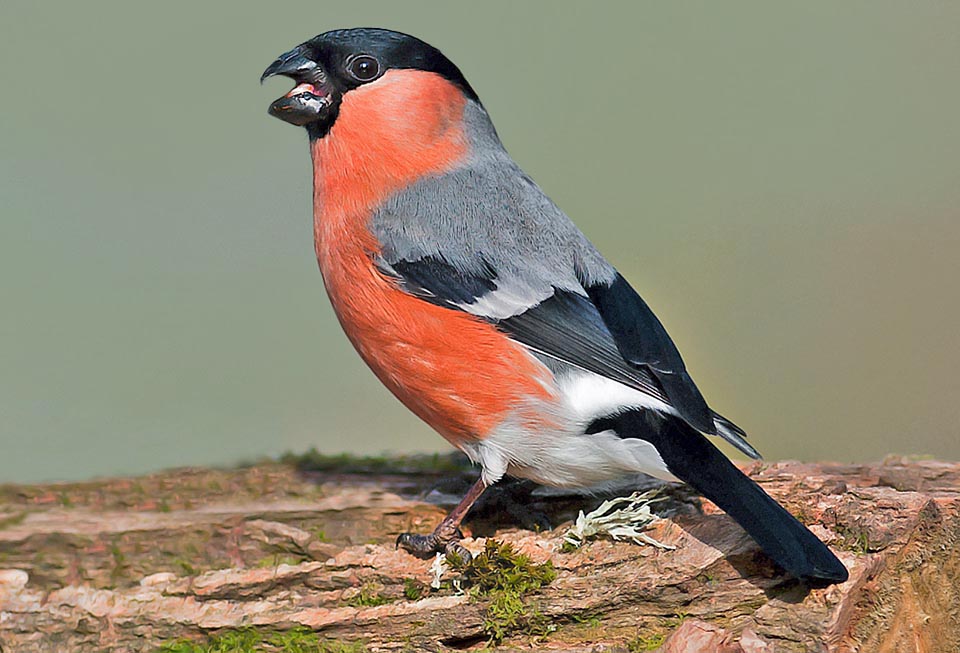 The Ciuffolotto (Pyrrhula pyrrhula) doesn't owe the name to an evident tuft or to the look of a soft wad but to the whistling song given in various languages and Italianized.