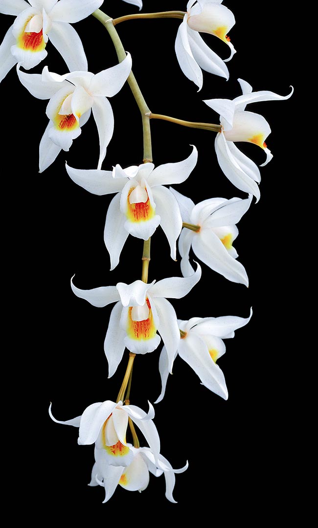 Coelogyne Jannine Banks ‘Snow White’