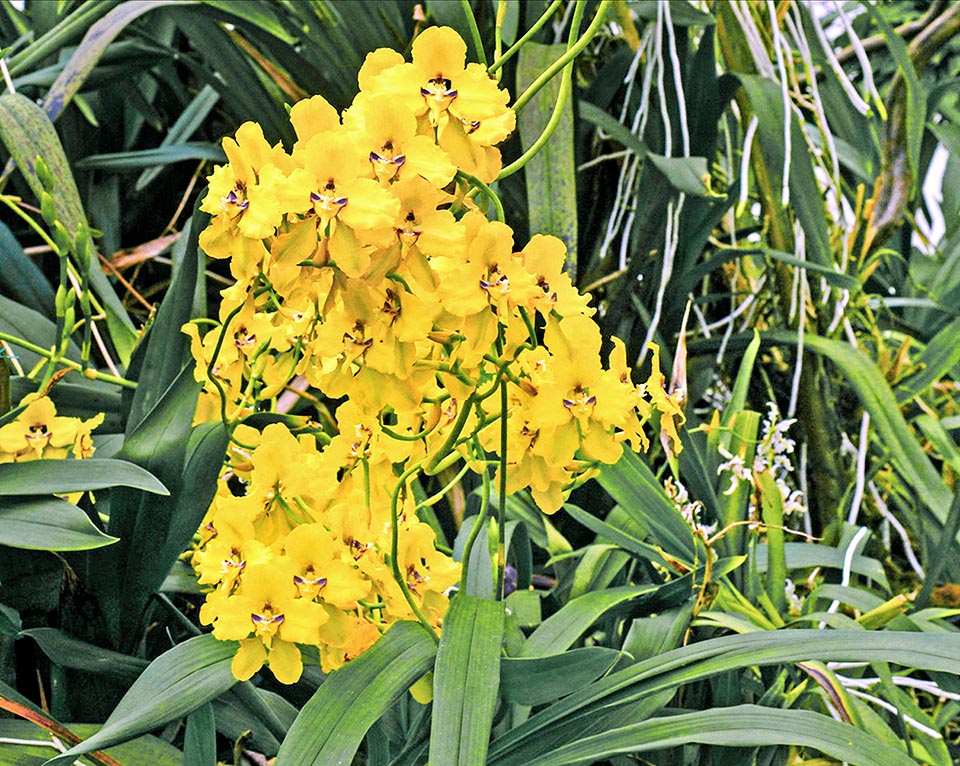 The leaves, two per pseudobulb, reach 40 cm. The inflorescence measures even 3-4 m, with intertwisted branches that may bear 70 flowers.