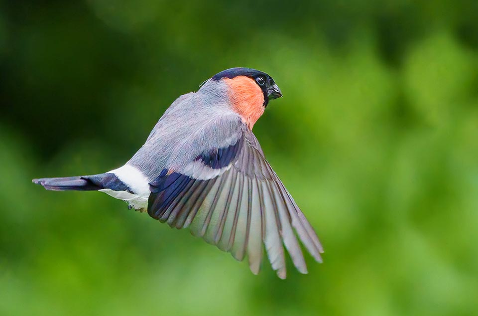 Pyrrhula pyrrhula in flight.