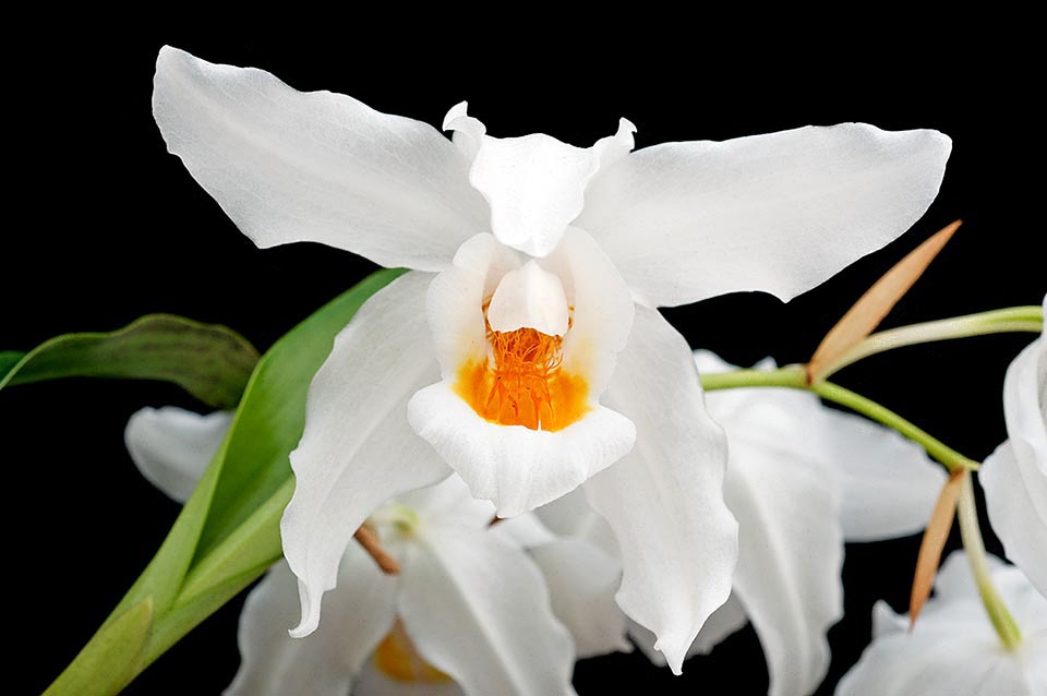 Coelogyne Linda Buckley ‘Clackamas’