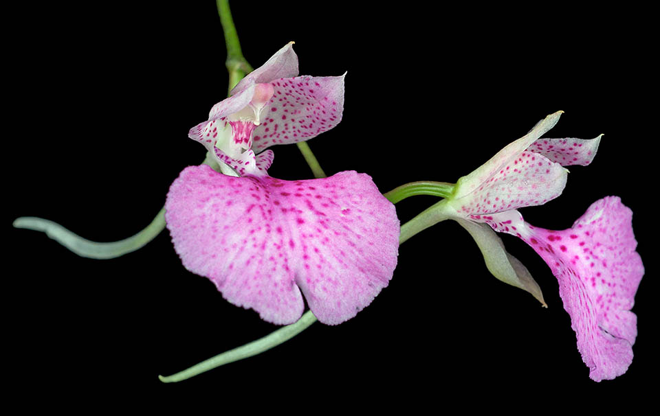 Fleur de Comparettia macroplectron vue de côté avec le long éperon.