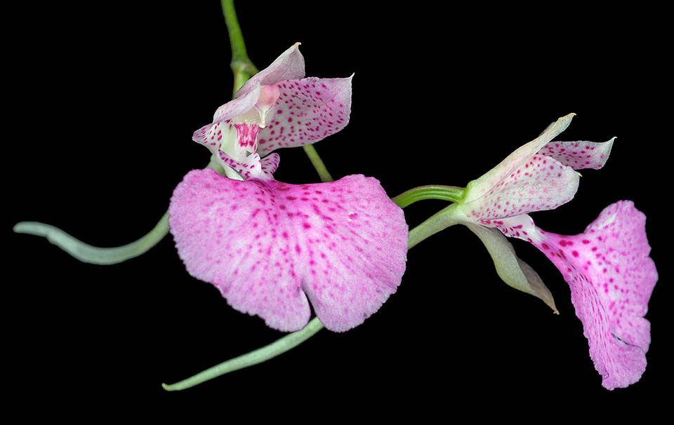 Dos flores de Comparettia macroplectron de perfil. Nótese el largo espolón formado por la fusión de los sépalos laterales, similar a un gran látigo como indica su nombre científico