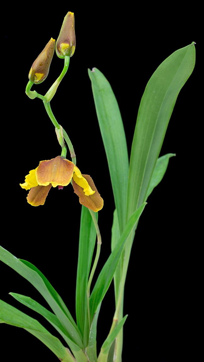 Les branches individuelles portent peu de fleurs, de 2 à 5 au maximum.