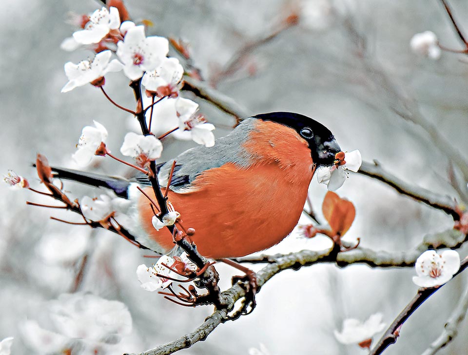 Pris sur le fait, il dévore ici, sans aucune pensée pour la récolte de l'agriculteur, les fleurs des arbres fruitiers .