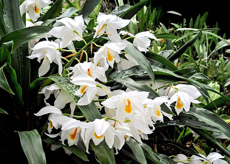 Coelogyne mooreana 'Brockhurst'